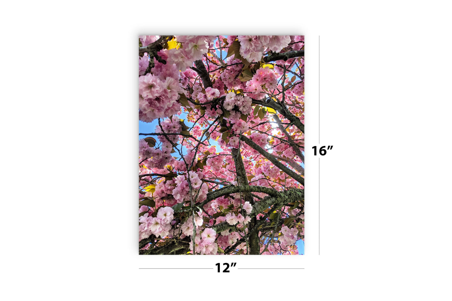 Monokian Cherry Blossoms | Wood Sign | Eaches | Min 2